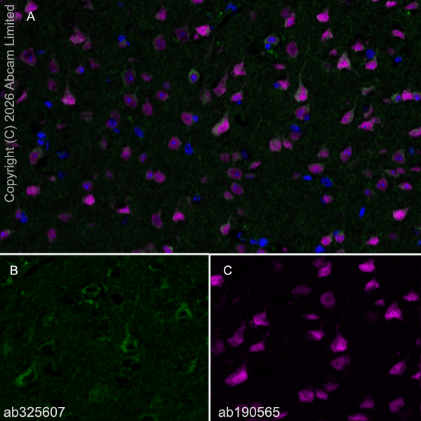 Anti-NeuN - Neuronal Marker Alexa Fluor® 647 antibody [EPR12763