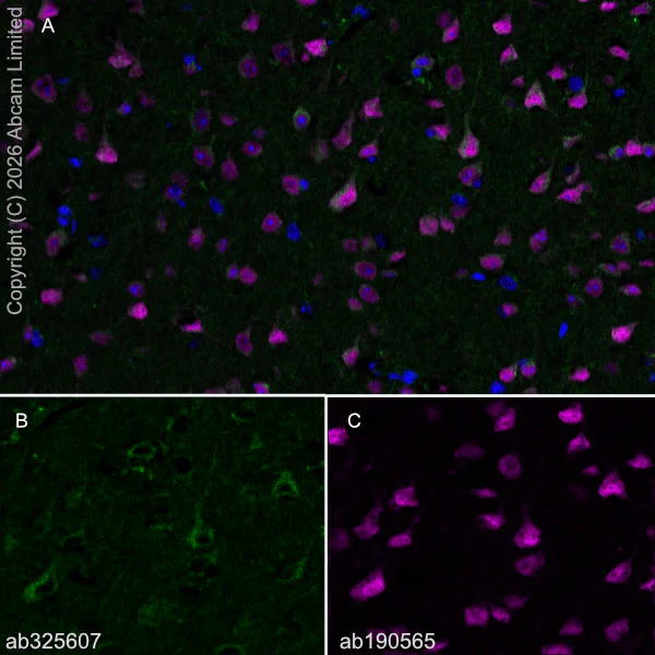 Immunohistochemistry (Frozen sections) - Alexa Fluor® 647 Anti-NeuN antibody [EPR12763] - Neuronal Marker (AB190565)