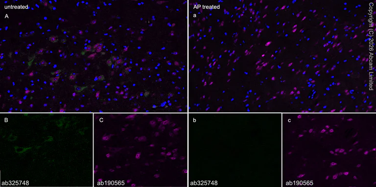 Immunohistochemistry (Frozen sections) - Alexa Fluor® 647 Anti-NeuN antibody [EPR12763] - Neuronal Marker (AB190565)