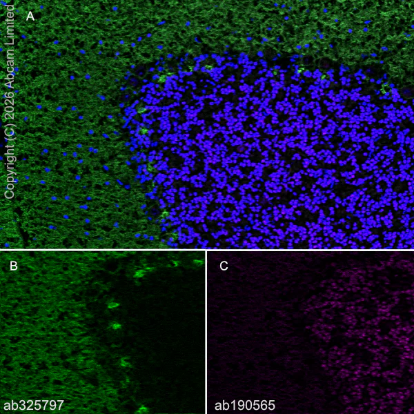 Immunohistochemistry (Frozen sections) - Alexa Fluor® 647 Anti-NeuN antibody [EPR12763] - Neuronal Marker (AB190565)