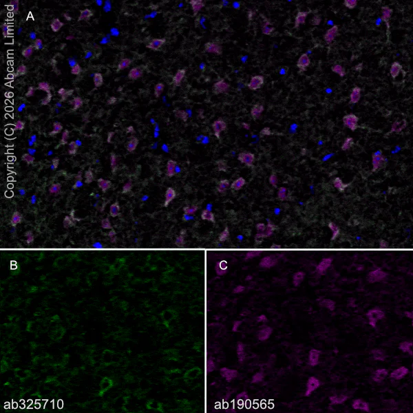 Immunohistochemistry (Frozen sections) - Alexa Fluor® 647 Anti-NeuN antibody [EPR12763] - Neuronal Marker (AB190565)