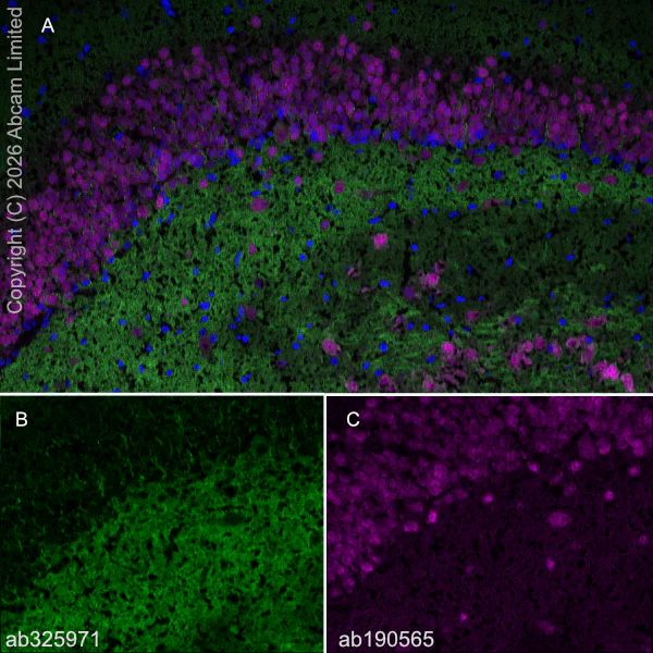 Immunohistochemistry (Frozen sections) - Alexa Fluor® 647 Anti-NeuN antibody [EPR12763] - Neuronal Marker (AB190565)