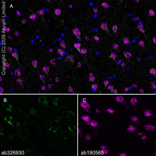 Immunohistochemistry (Frozen sections) - Alexa Fluor® 647 Anti-NeuN antibody [EPR12763] - Neuronal Marker (AB190565)