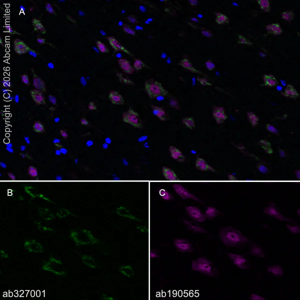 Immunohistochemistry (Frozen sections) - Alexa Fluor® 647 Anti-NeuN antibody [EPR12763] - Neuronal Marker (AB190565)