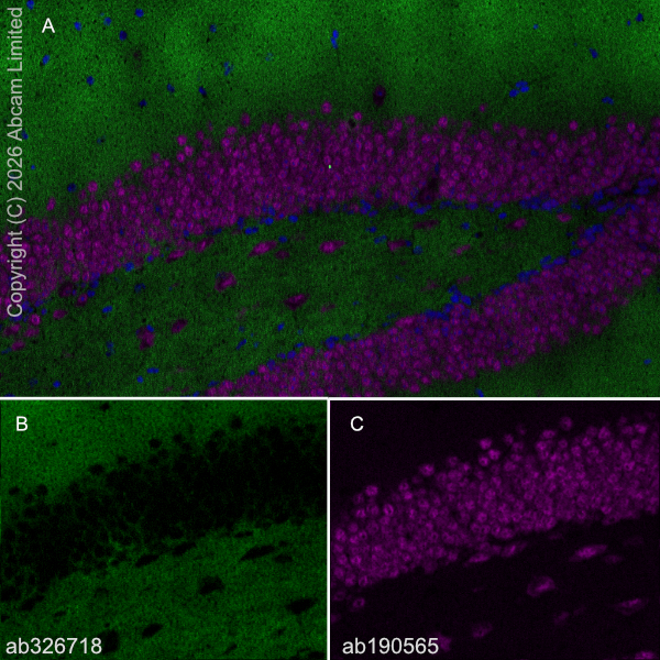 Alexa Fluor® 647 Anti-NeuN 抗体 [EPR12763] - Neuronal Marker