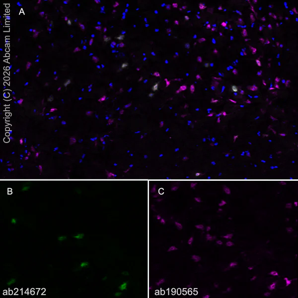 Immunohistochemistry (Frozen sections) - Alexa Fluor® 647 Anti-NeuN antibody [EPR12763] - Neuronal Marker (AB190565)