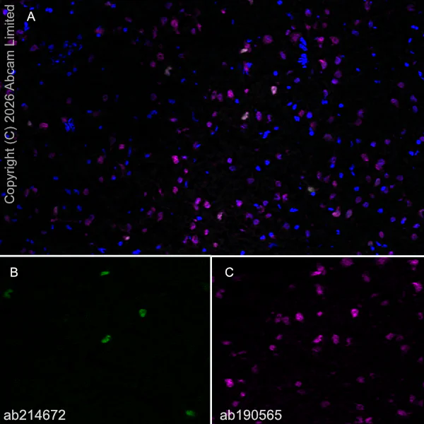 Immunohistochemistry (Frozen sections) - Alexa Fluor® 647 Anti-NeuN antibody [EPR12763] - Neuronal Marker (AB190565)