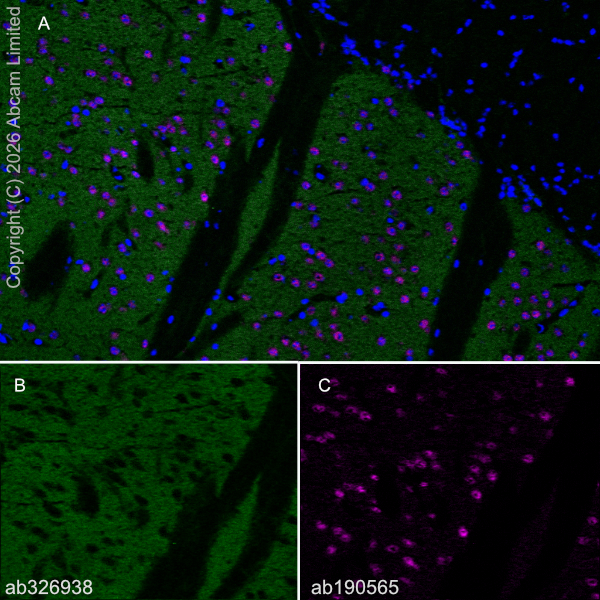 Alexa Fluor® 647 Anti-NeuN 抗体 [EPR12763] - Neuronal Marker