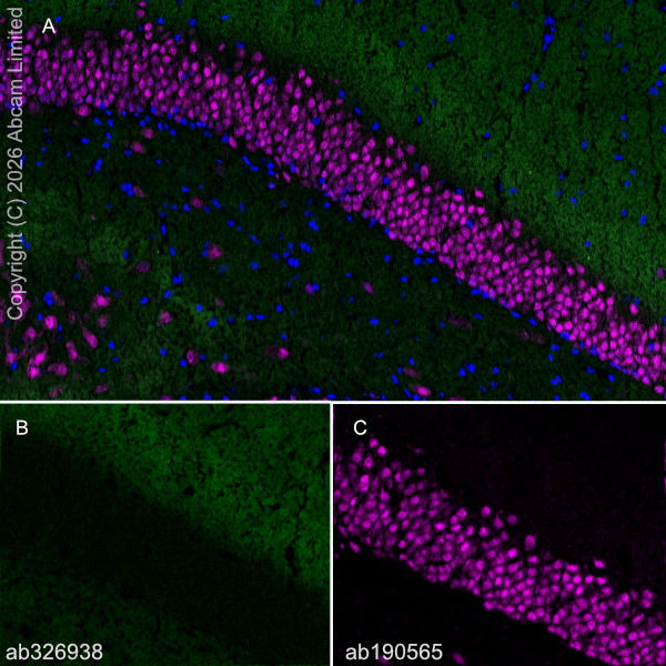 確認画像 アンブレラ Alexa Fluor® 647 Anti-NeuN 抗体 [EPR12763] - Neuronal Marker