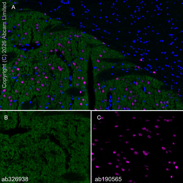 Immunohistochemistry (Frozen sections) - Alexa Fluor® 647 Anti-NeuN antibody [EPR12763] - Neuronal Marker (AB190565)