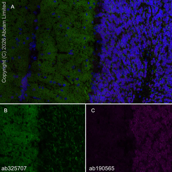 Immunohistochemistry (Frozen sections) - Alexa Fluor® 647 Anti-NeuN antibody [EPR12763] - Neuronal Marker (AB190565)