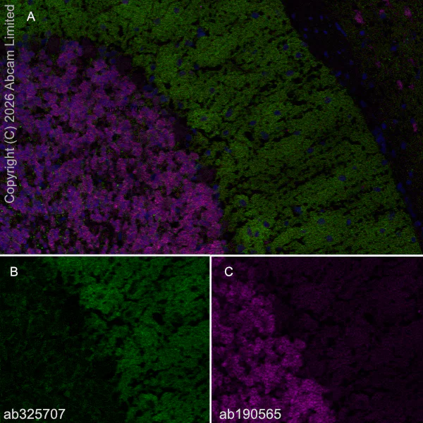 Immunohistochemistry (Frozen sections) - Alexa Fluor® 647 Anti-NeuN antibody [EPR12763] - Neuronal Marker (AB190565)