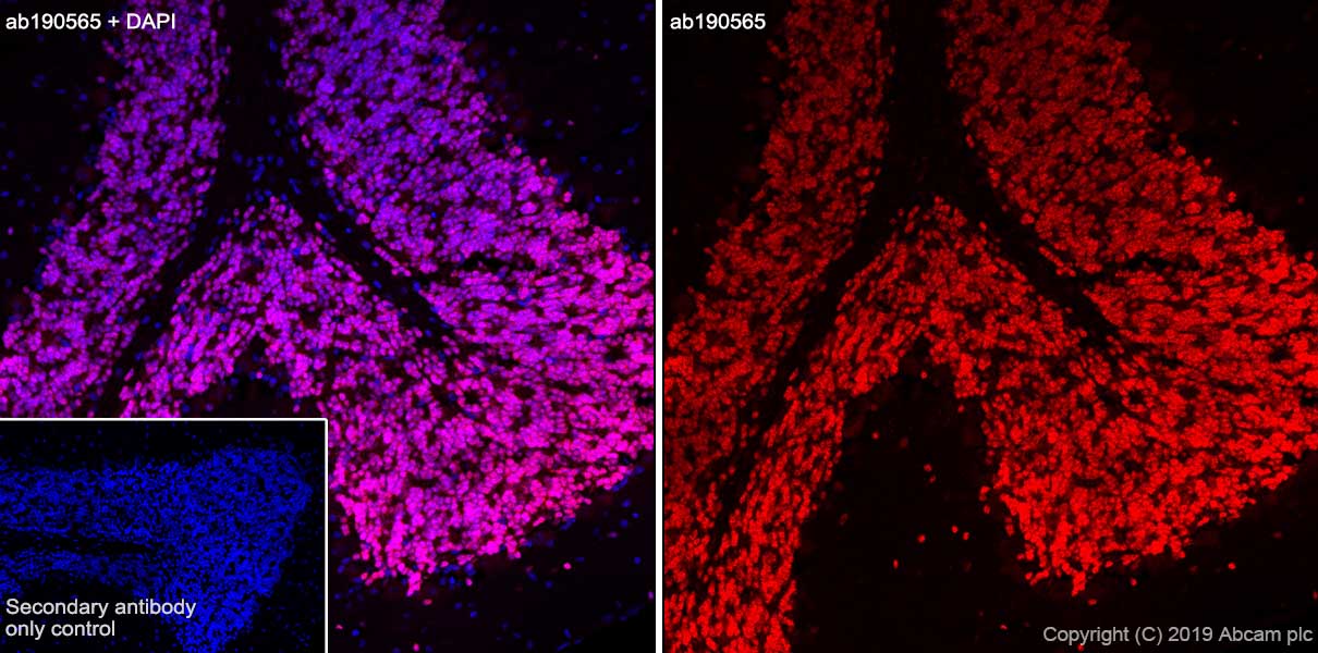 Immunohistochemistry (Frozen sections) - Alexa Fluor® 647 Anti-NeuN antibody [EPR12763] - Neuronal Marker (AB190565), expandable thumbnail