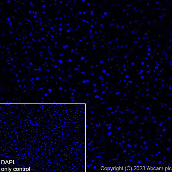 Immunohistochemistry (Frozen sections) - Alexa Fluor® 647 Anti-NeuroD1 antibody [EPR17084] (AB309245)