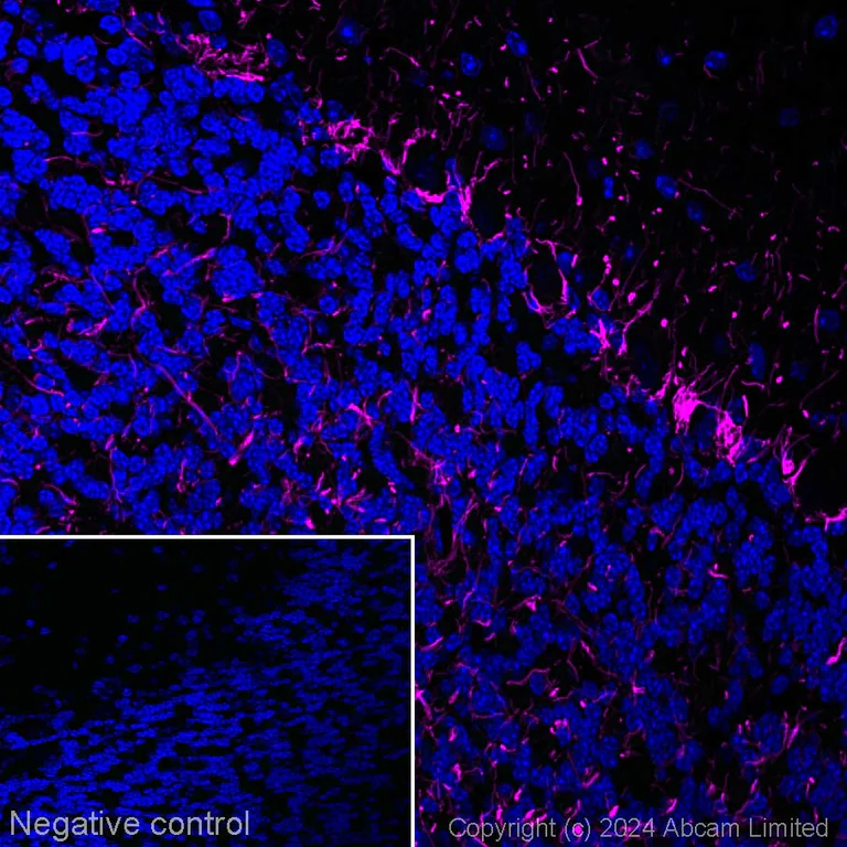 Immunohistochemistry (Frozen sections) - Alexa Fluor® 647 Anti-Neurofilament heavy polypeptide antibody [EPR20020] (AB321784)