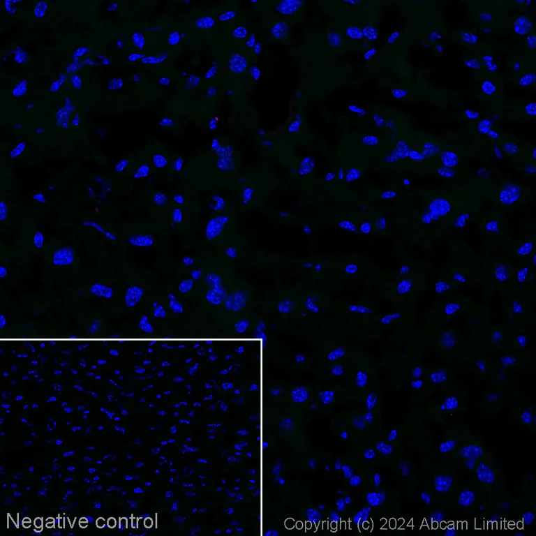 Immunohistochemistry (Frozen sections) - Alexa Fluor® 647 Anti-Neurofilament heavy polypeptide antibody [EPR20020] (AB321784)