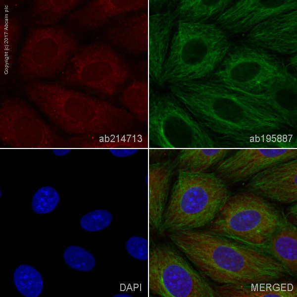 Immunocytochemistry/ Immunofluorescence - Alexa Fluor® 647 Anti-NFkB p100/NFKB2 antibody [EPR4686-66] (AB214713)