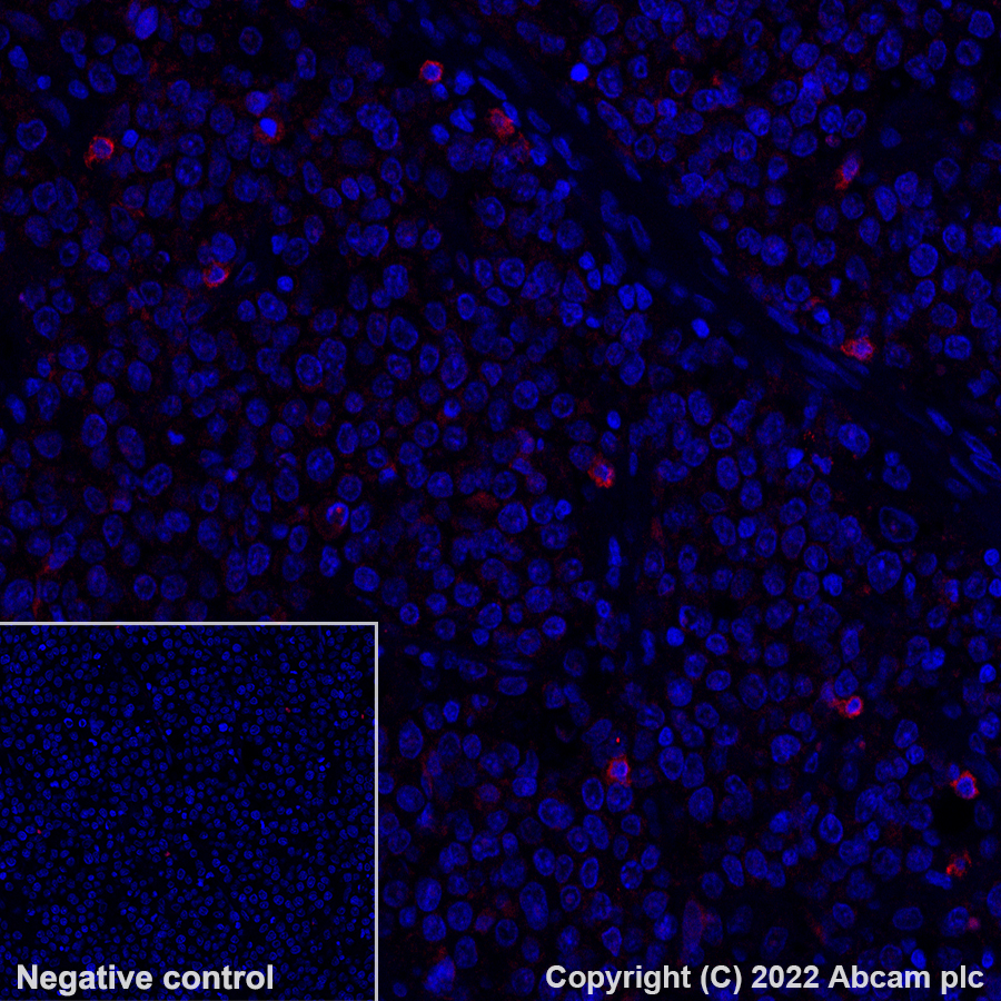 Anti-NKG2A Alexa Fluor® 647 antibody [EPR23737-127