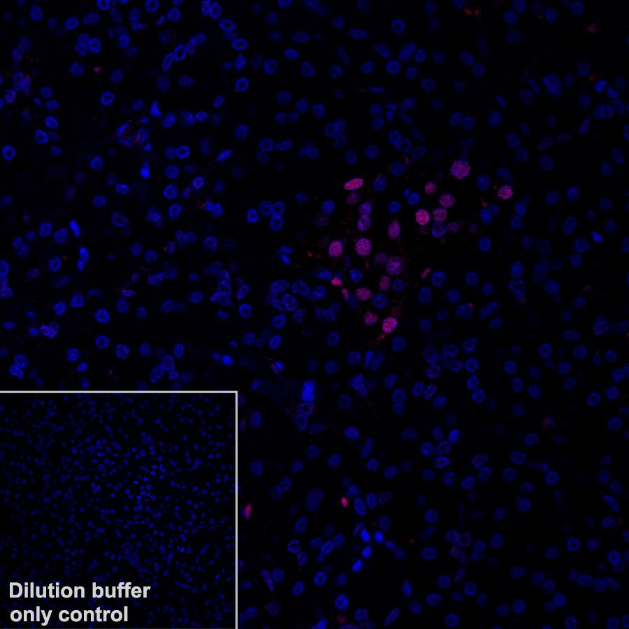 Immunohistochemistry (Formalin/PFA-fixed paraffin-embedded sections) - Alexa Fluor® 647 Anti-nkx6.1 antibody [EPR20405] (AB322233), expandable thumbnail