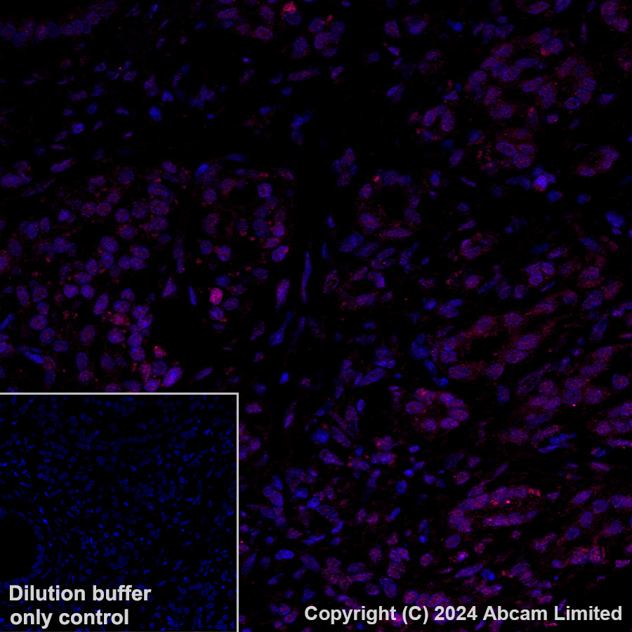 Immunohistochemistry (Formalin/PFA-fixed paraffin-embedded sections) - Alexa Fluor® 647 Anti-nkx6.1 antibody [EPR20405] (AB322233), expandable thumbnail