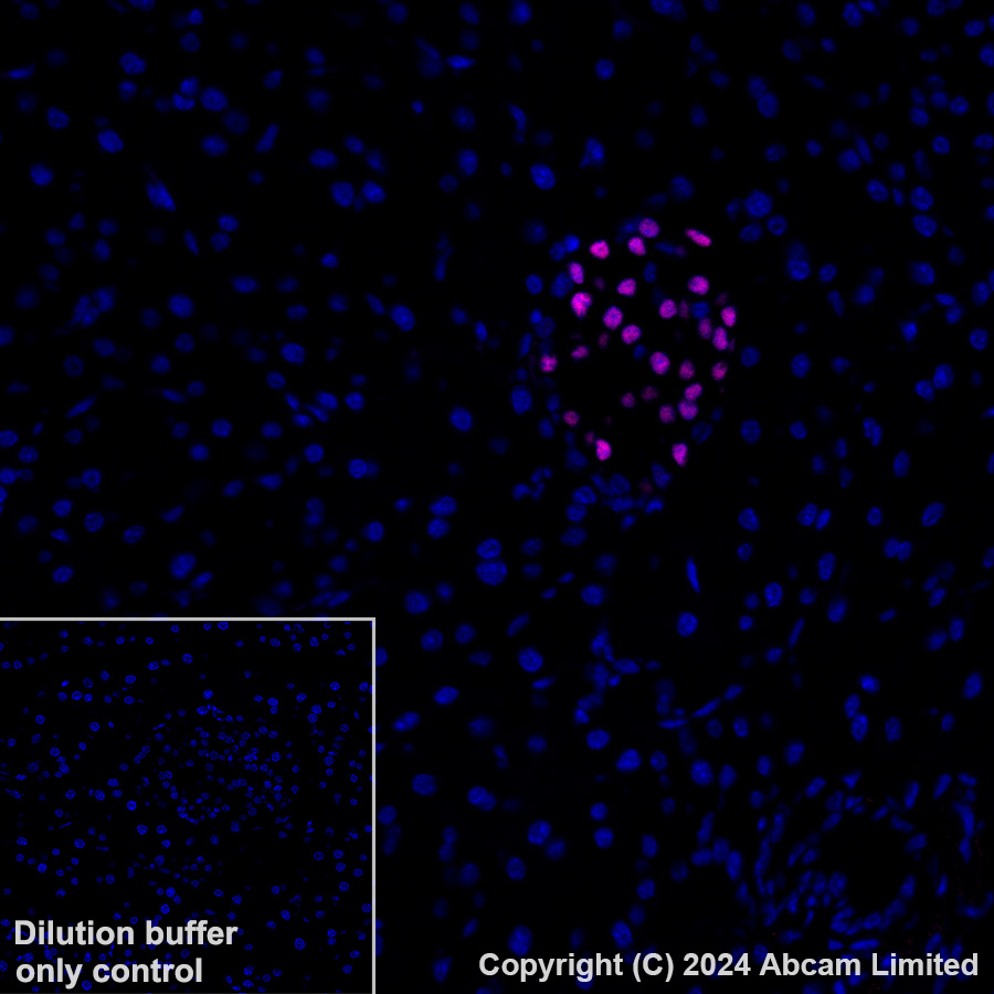 Immunohistochemistry (Formalin/PFA-fixed paraffin-embedded sections) - Alexa Fluor® 647 Anti-nkx6.1 antibody [EPR20405] (AB322233), expandable thumbnail