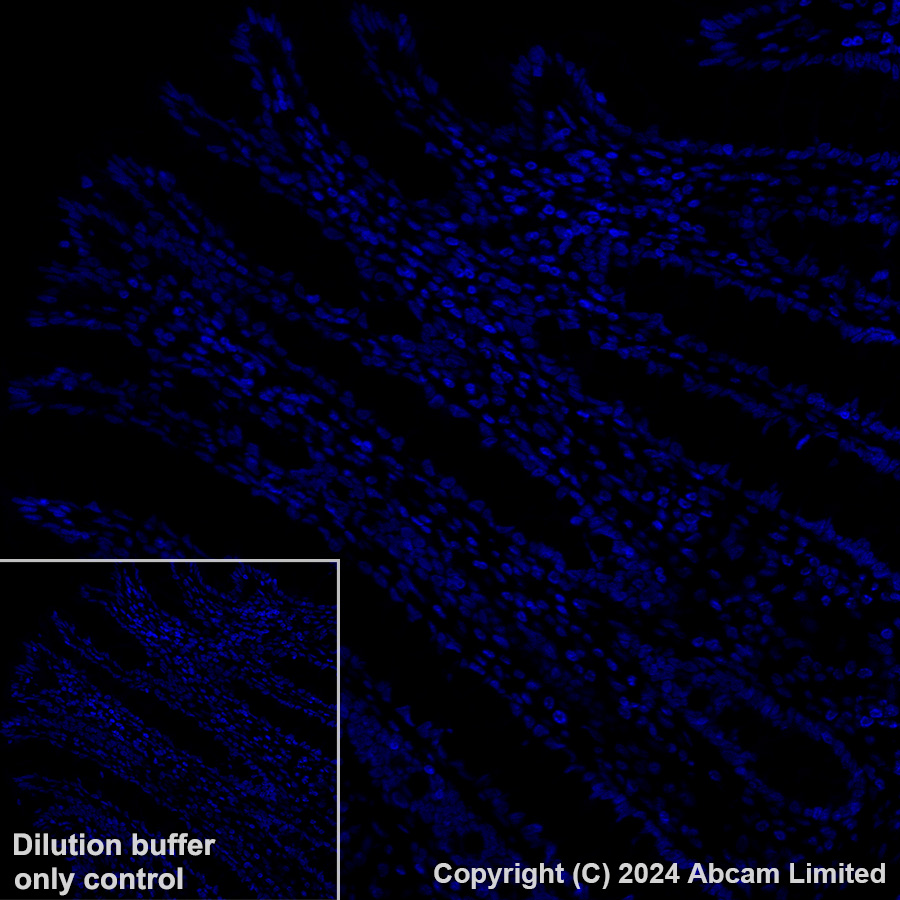 Immunohistochemistry (Formalin/PFA-fixed paraffin-embedded sections) - Alexa Fluor® 647 Anti-nkx6.1 antibody [EPR20405] (AB322233), expandable thumbnail