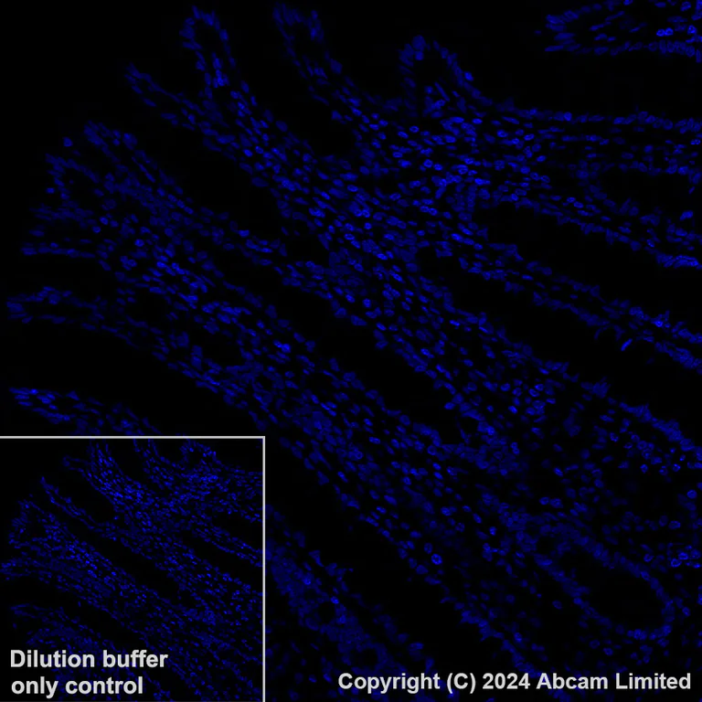 Immunohistochemistry (Formalin/PFA-fixed paraffin-embedded sections) - Alexa Fluor® 647 Anti-nkx6.1 antibody [EPR20405] (AB322233)