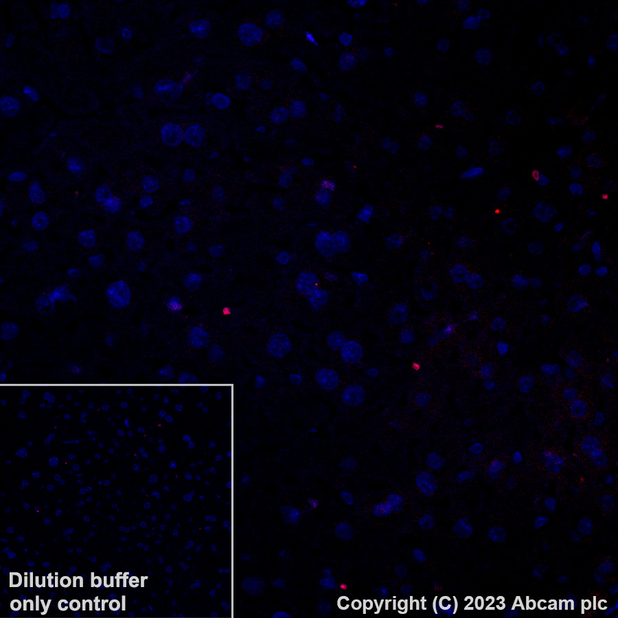 Immunohistochemistry (Formalin/PFA-fixed paraffin-embedded sections) - Alexa Fluor® 647 Anti-NMDAR1 antibody [EPR23397-66] - Neuronal Marker (AB308429)