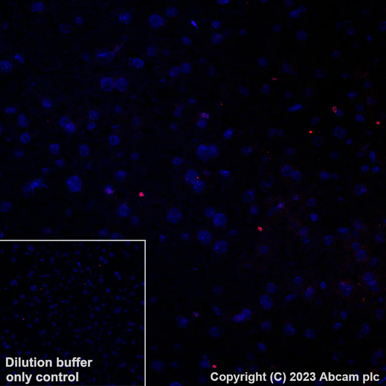 Immunohistochemistry (Formalin/PFA-fixed paraffin-embedded sections) - Alexa Fluor® 647 Anti-NMDAR1 antibody [EPR23397-66] - Neuronal Marker (AB308429)