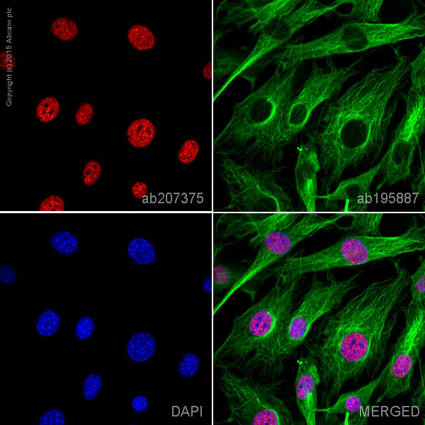 Immunocytochemistry/ Immunofluorescence - Alexa Fluor® 647 Anti-nmt55 / p54nrb antibody [EPR5270] (AB207375)