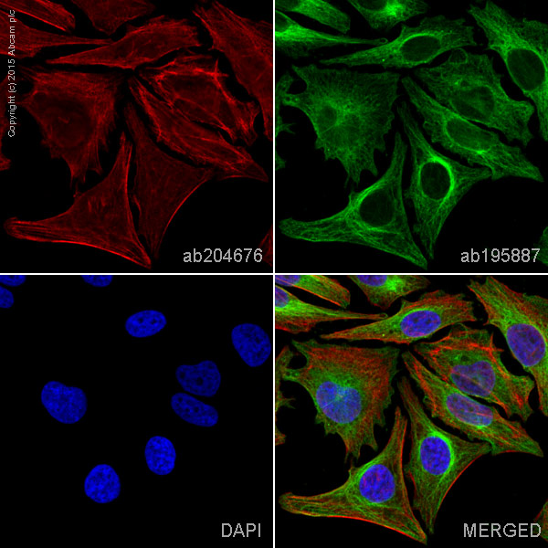 Immunocytochemistry/ Immunofluorescence - Alexa Fluor® 647 Anti-non-muscle Myosin IIA antibody [EPR8965] (AB204676)