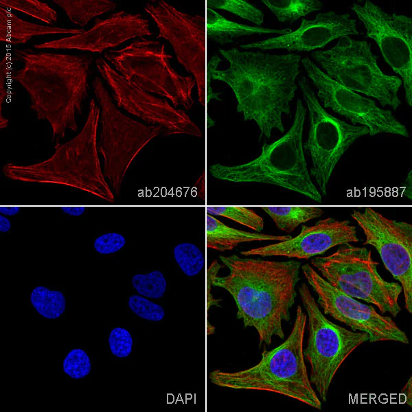 Immunocytochemistry/ Immunofluorescence - Alexa Fluor® 647 Anti-non-muscle Myosin IIA antibody [EPR8965] (AB204676)