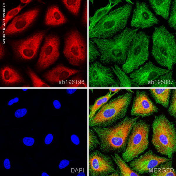 Immunocytochemistry/ Immunofluorescence - Alexa Fluor® 647 Anti-NQO1 antibody [EPR3309] (AB196196)