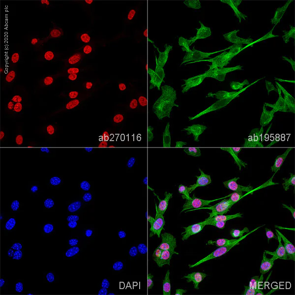 Immunocytochemistry/ Immunofluorescence - Alexa Fluor® 647 Anti-NR2F2 antibody [EPR18443] (AB270116)