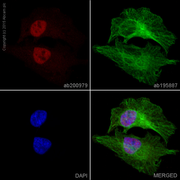 Immunocytochemistry/ Immunofluorescence - Alexa Fluor® 647 Anti-NRF1 antibody [EPR5554(N)] (AB200979)