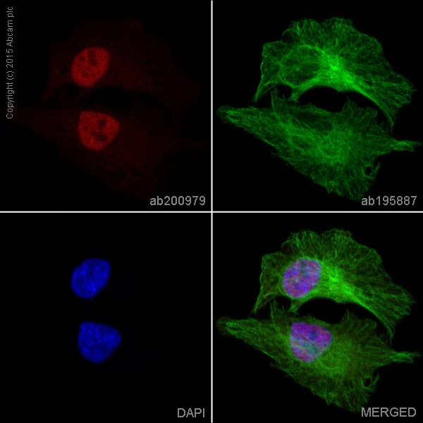 Immunocytochemistry/ Immunofluorescence - Alexa Fluor® 647 Anti-NRF1 antibody [EPR5554(N)] (AB200979)