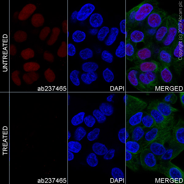 Immunocytochemistry/ Immunofluorescence - Alexa Fluor® 647 Anti-Nrf2 (phospho S40) antibody [EP1809Y] (AB237465), expandable thumbnail