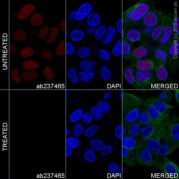 Immunocytochemistry/ Immunofluorescence - Alexa Fluor® 647 Anti-Nrf2 (phospho S40) antibody [EP1809Y] (AB237465)