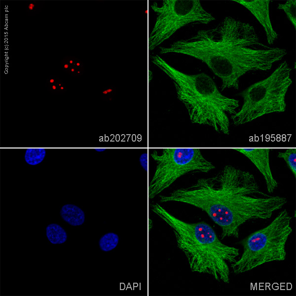 Immunocytochemistry/ Immunofluorescence - Alexa Fluor® 647 Anti-Nucleolin antibody [EPR7952] (AB202709), expandable thumbnail