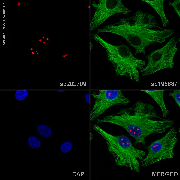 Immunocytochemistry/ Immunofluorescence - Alexa Fluor® 647 Anti-Nucleolin antibody [EPR7952] (AB202709)