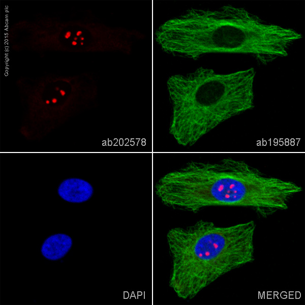 Immunocytochemistry/ Immunofluorescence - Alexa Fluor® 647 Anti-Nucleophosmin antibody [3A9F1] (AB202578)