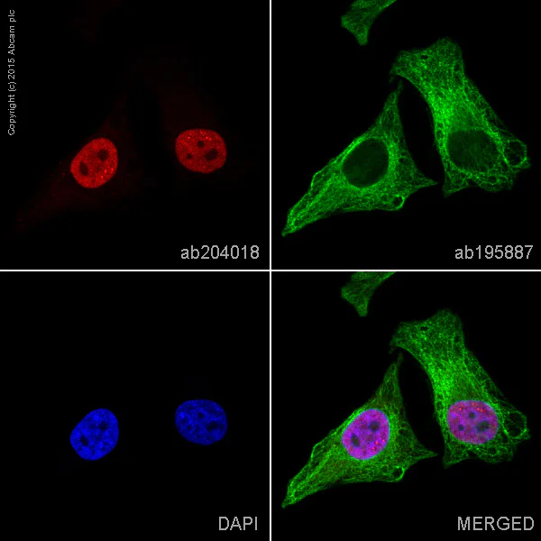 Immunocytochemistry/ Immunofluorescence - Alexa Fluor® 647 Anti-NuMA antibody [EP3976] (AB204018)