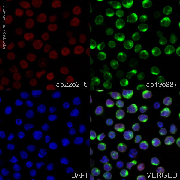 Immunocytochemistry/ Immunofluorescence - Alexa Fluor® 647 Anti-NUP133 antibody [EPR10808(B)] (AB225215)