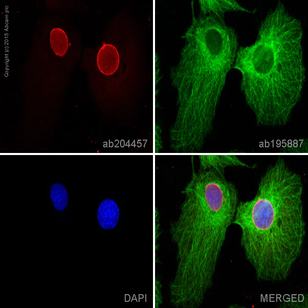 Immunocytochemistry/ Immunofluorescence - Alexa Fluor® 647 Anti-Nup153 antibody [QE5] (AB204457)