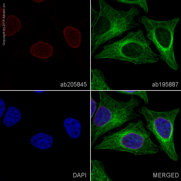 Immunocytochemistry/ Immunofluorescence - Alexa Fluor® 647 Anti-Nup153 antibody [SA1] (AB205845)