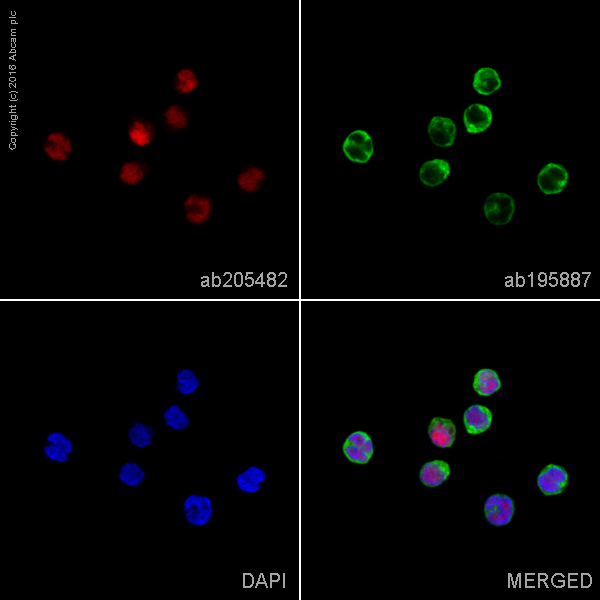 Immunocytochemistry/ Immunofluorescence - Alexa Fluor® 647 Anti-Oct-2 antibody [EPR12482] (AB205482)