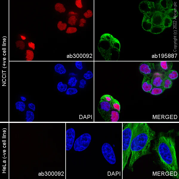 Immunocytochemistry/ Immunofluorescence - Alexa Fluor® 647 Anti-Oct4 antibody [EPR17929] (ChIP Grade) (AB300092)