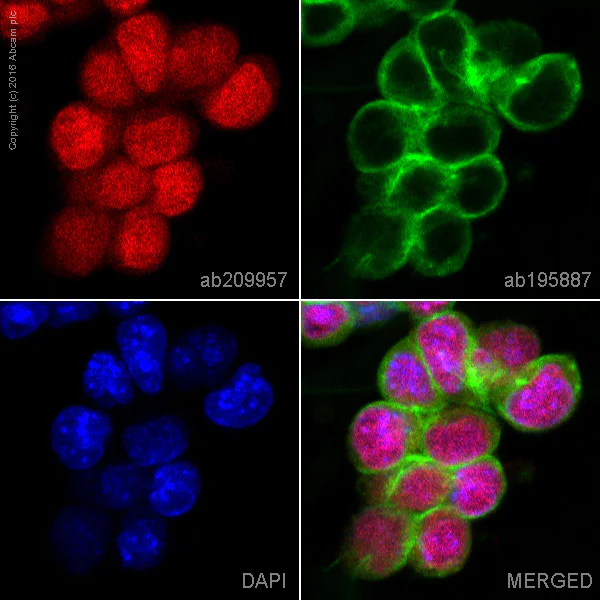 Immunocytochemistry/ Immunofluorescence - Alexa Fluor® 647 Anti-Oct4 antibody [EPR17980] (AB209957)
