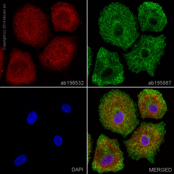 Immunocytochemistry/ Immunofluorescence - Alexa Fluor® 647 Anti-OGT / O-Linked N-Acetylglucosamine Transferase antibody [EPR12713] (AB198532)