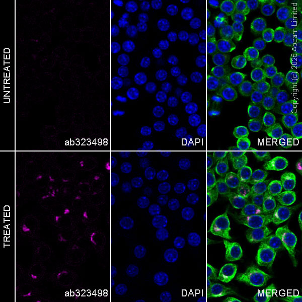 Immunocytochemistry/ Immunofluorescence - Alexa Fluor® 647 Anti-Osteopontin antibody [EPR21138] (AB323498), expandable thumbnail